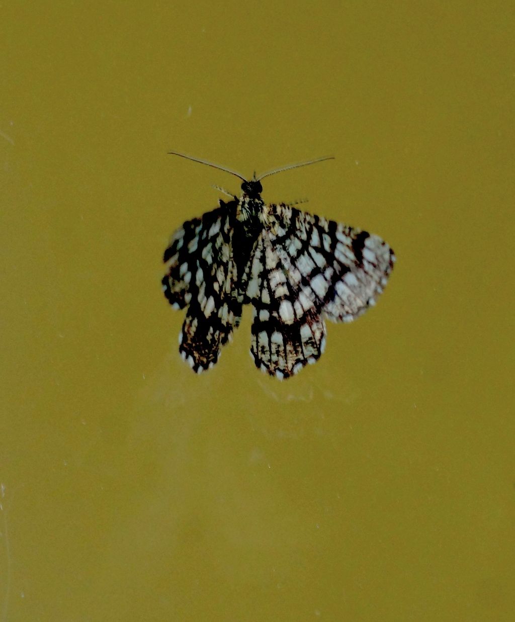 Id falena? Chiasmia chlatrata - Geometridae